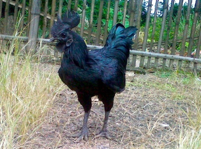 Conoces a las ‘gallinas góticas