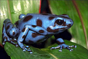 Bancos europeos financian destrucción de selva y ríos en Panamá