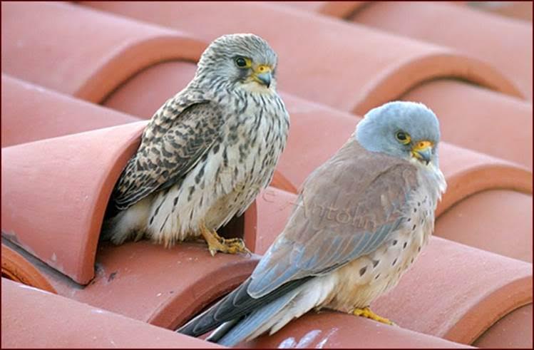 Conservando al cernícalo primilla en Extremadura