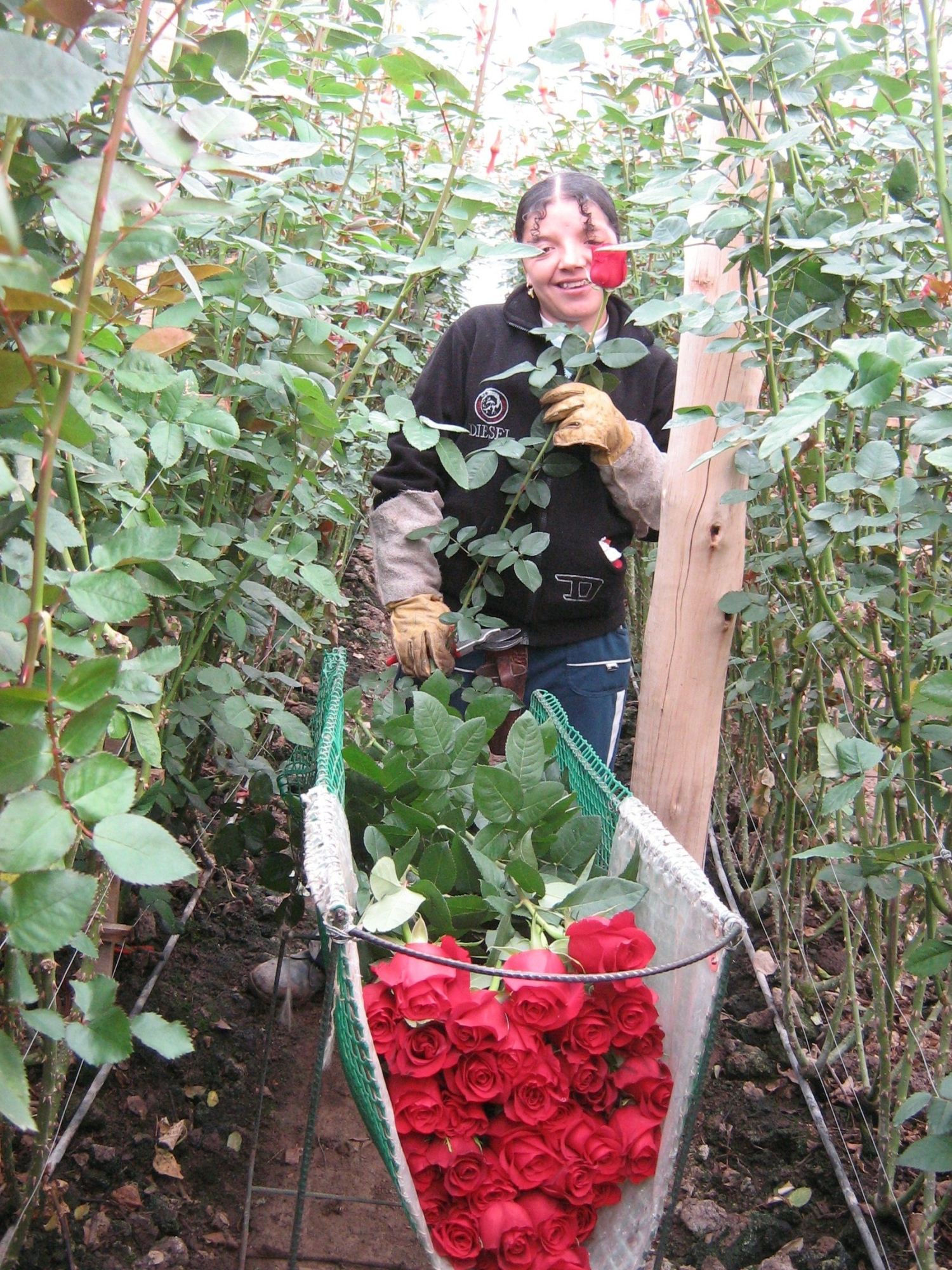 Las espinas del negocio de las flores