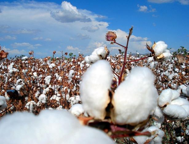 Andalucía. COAG-A y PALT se oponen frontalmente a la aprobación del algodón transgénico de Bayer en España