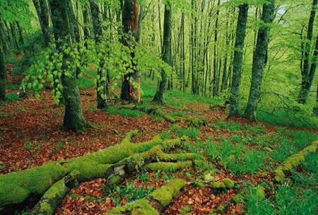 Los grandes árboles y los bosques maduros  son un capital natural ante la crisis económica