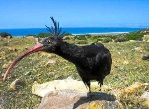 SEO/BirdLife consigue financiación para la conservación del ibis eremita
