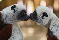 Músicos de Madagascar defienden la selva