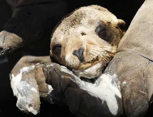 Vea la foto: Leones marinos desnutridos