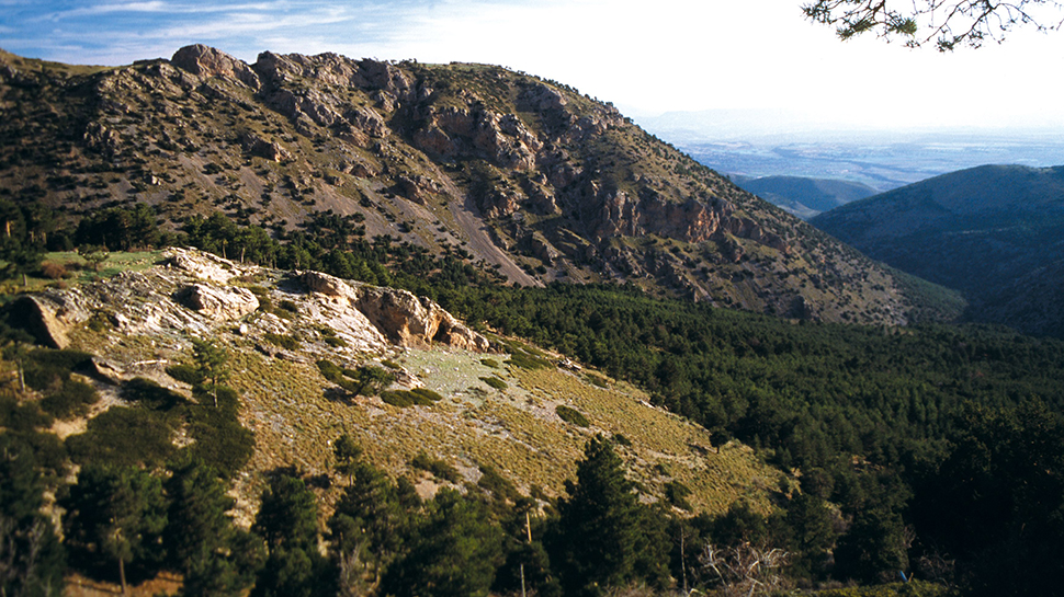 Medidas urgentes para la restauración forestal en la Sierra de Baza (Granada)