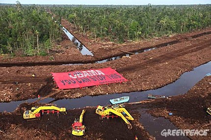 Denunciada la destrucción de los bosques de Indonesia por activistas de Greenpeace