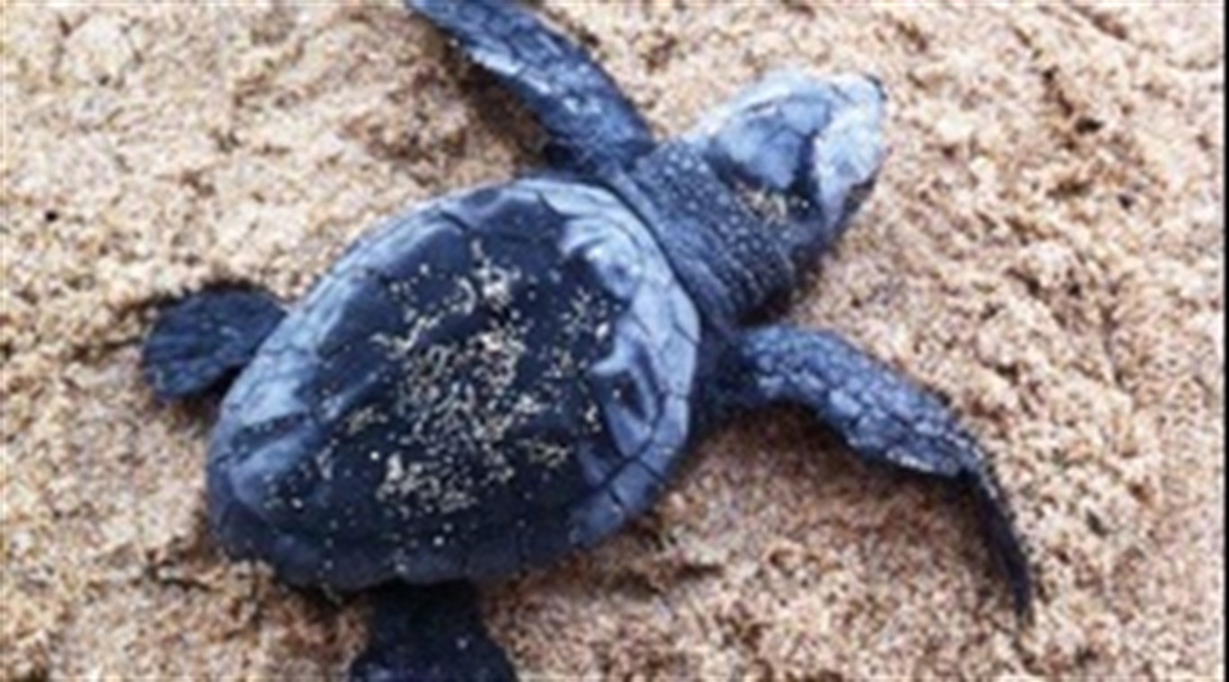 La mitad de los intentos de anidar de la tortuga boba en Catalunya fracasan por el contacto humano