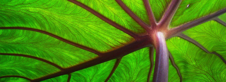 Sevilla elabora una Ordenanza de energía y cambio climático