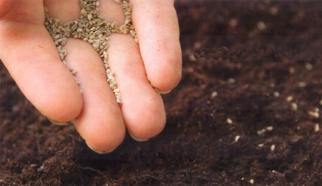 El arca de Noé de las plantas