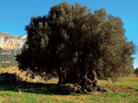 Proyecto Bigtrees4life’