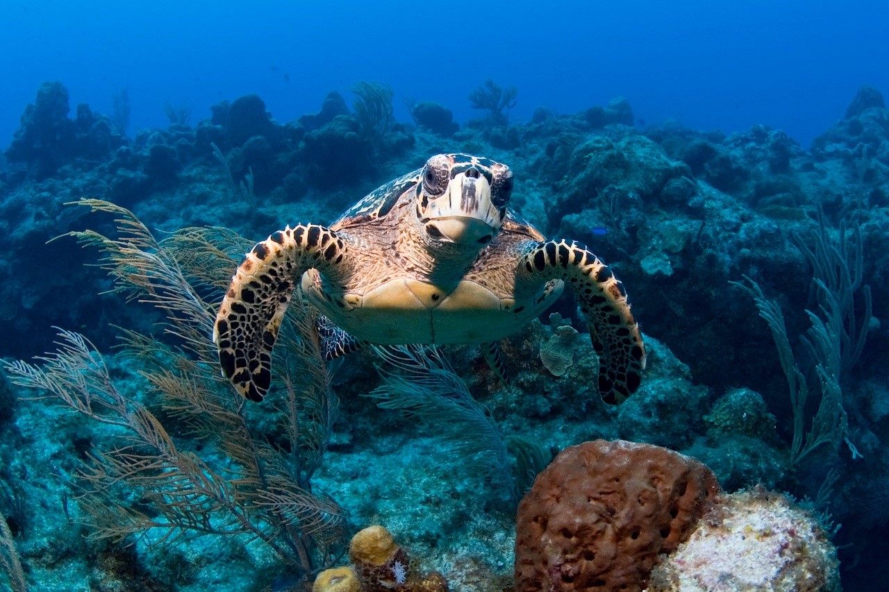 La Universidad de Almería participó en el monitoreo de contaminación de la Gran Barrera de Coral