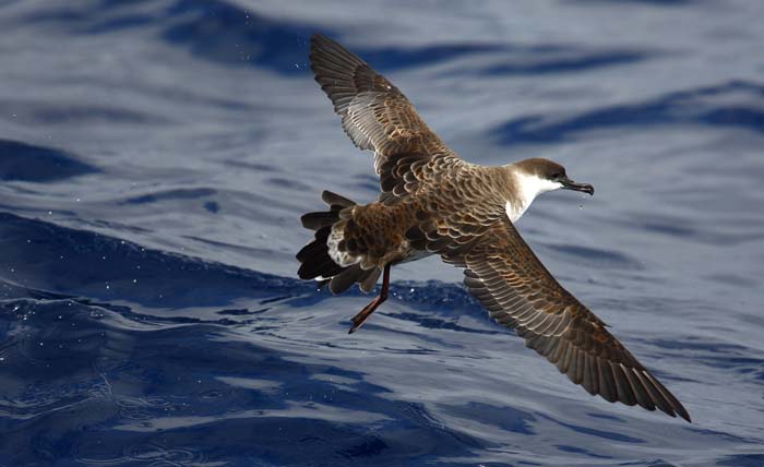 Las prospecciones petrolíferas en Canarias suponen una grave amenaza para las aves marinas