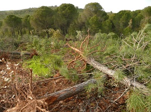 Huelva. Tala de pinos en una finca de Zalamea la Real