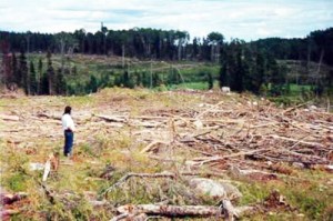 Hoy se inicia taller sobre procesos de reducción de emisiones por degradación y deforestación del bosque