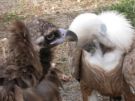 El Programa del Quebrantahuesos andaluz forma parte del curso formativo sobre buitres pirenaicos