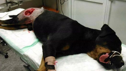 El terrible caso de ‘Atila’