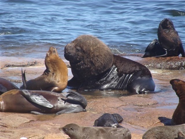 La captura masiva de leones y osos marinos en América del Sur alteró todos los ecosistemas