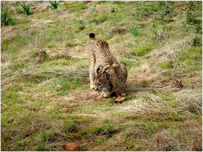 La reintroducción del lince ibérico en Jaén y Córdoba triunfa en Europa