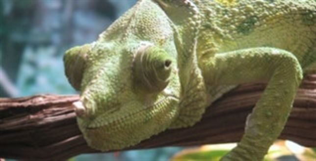 Descubre los ‘sorprendentes’ ojos de los camaleones