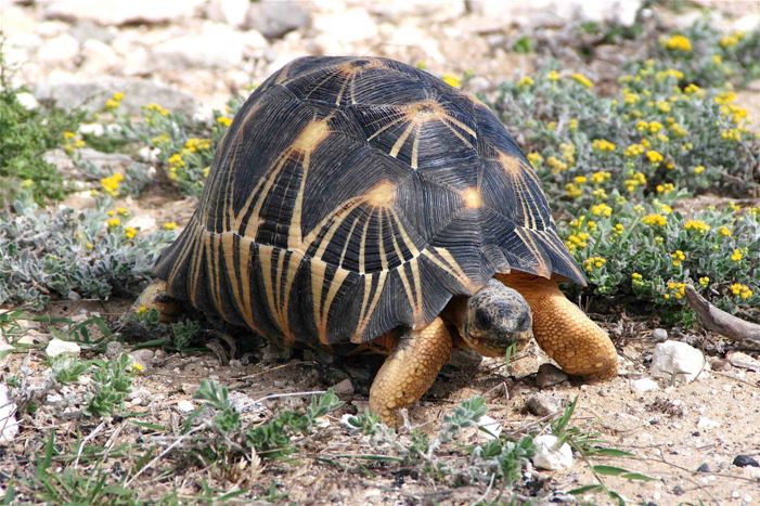 Tortugas en peligro de extinción en Madagascar