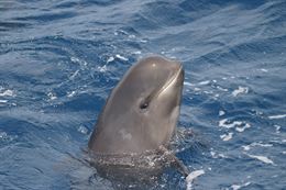 Animalistas piden medios frente al varamiento de animales marinos