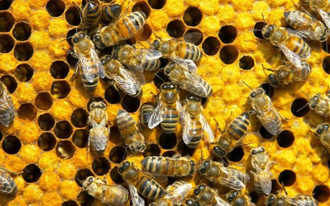 La UE prohibirá pesticidas que pongan en riesgo a las abejas
