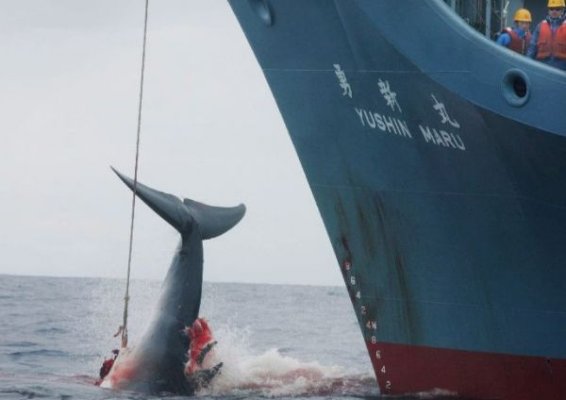 Japón denunciada por la caza de ballenas en el Antártico