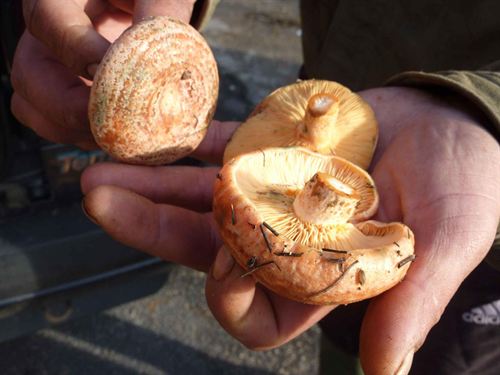 Aproca pide regular la recogida de setas