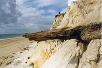 Analizan los paisajes vegetales cambiantes y sorprendentes de Doñana