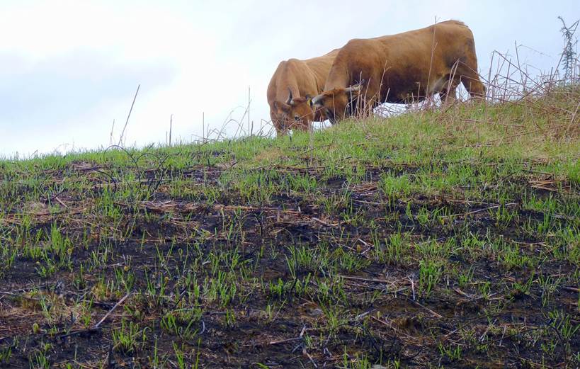 Grupos ecologistas asturianos exigen que se mantengan los acotamientos de pastos tras los incendios