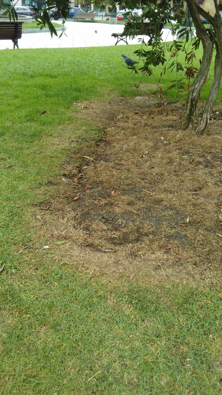 Asturias.  La Universidad de Oviedo utiliza herbicidas en Oviedo sin autorización