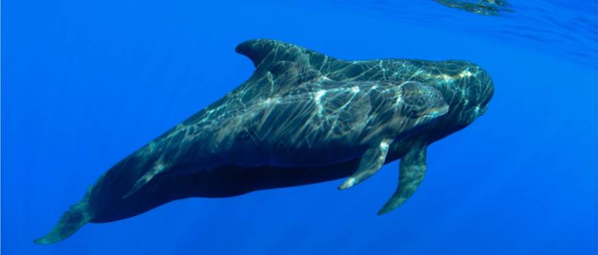 IX Congreso de la Sociedad Española de Cetáceos