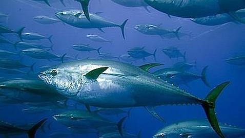 Suelta amarras el catamarán oceanográfico que estudiará el atún rojo en Baleares y la proliferación de medusas