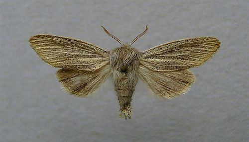 Una planta trampa contra las plagas de polilla