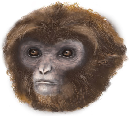 Qué sabes del mono que vivió en Cataluña hace más de 11 millones de años