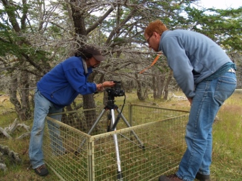 La importancia del trébol blanco en los sistemas silvopastoriles de la Patagonia