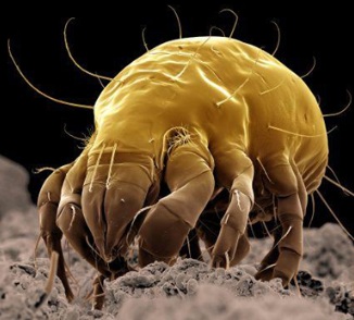 La biodiversidad en microorganismos es muy variada