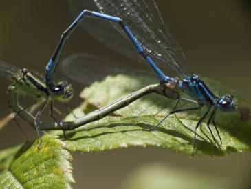 La reproducción sexual reduce la biodiversidad