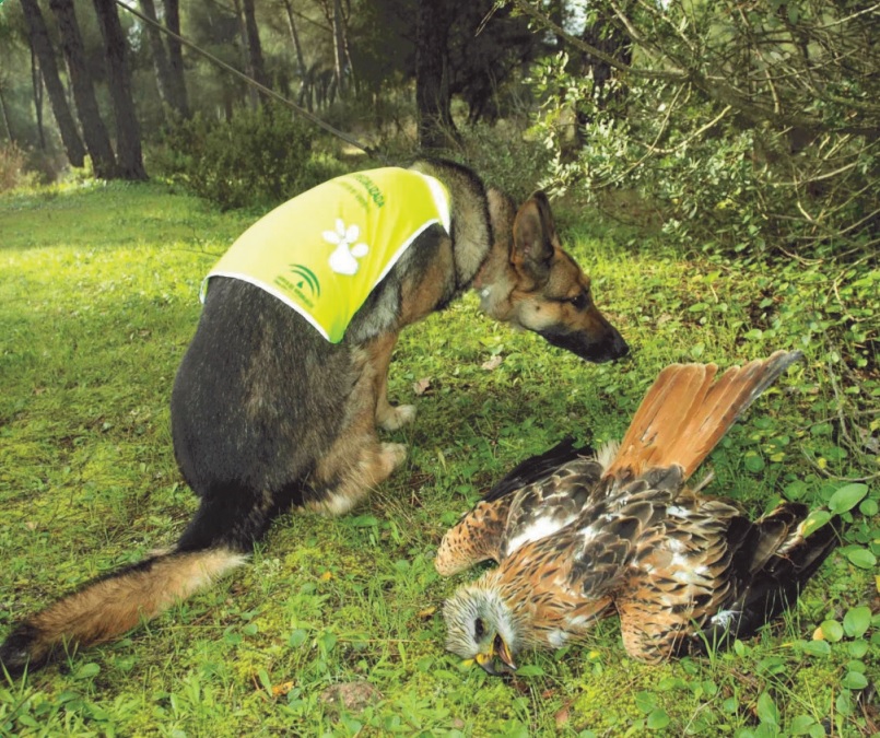 El Programa Antídoto rechazamos la desaparición de la unidad canina antiveneno de Aragón