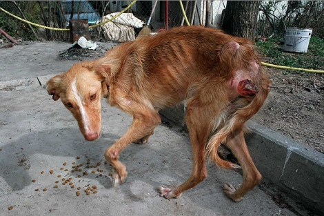 Conclusiones de la II Jornada de Protección Animal