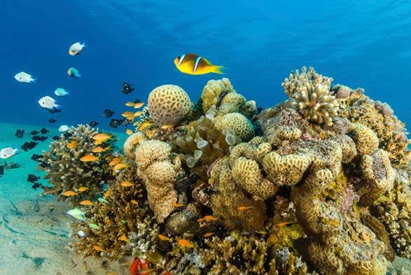 La biodiversidad marina en España