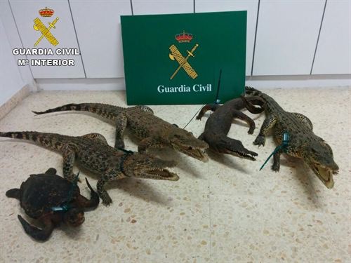 Incautan cuatro cocodrilos y una tortuga disecados en un local de Barcelona