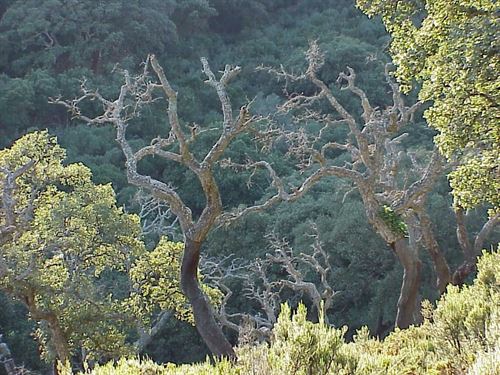 Andalucía quiere proteger 54 espacios naturales