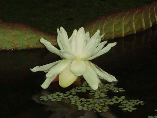 Florece en Vigo el ejemplar de planta acuática más grande de España