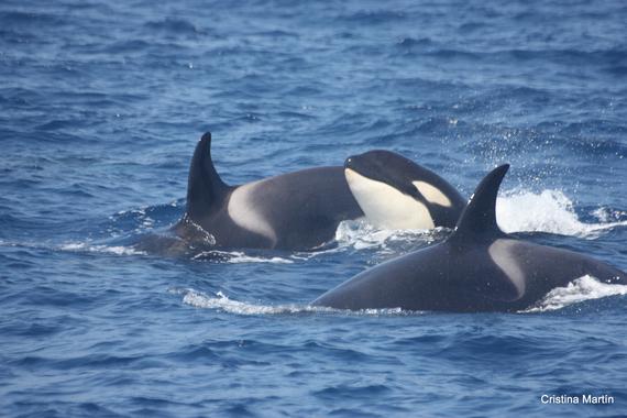 Conoce las estrategias de los cetáceos para evitar las orcas