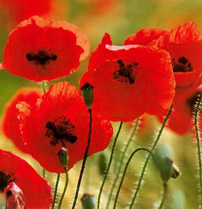 Andalucía aprobará varios planes de recuperación de especies amenazadas de flora y fauna