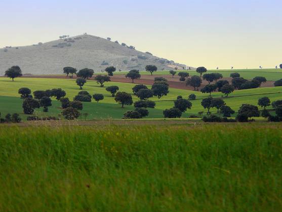 Recuperan 5 hectáreas de encinares autóctonos de Tembleque (Toledo)