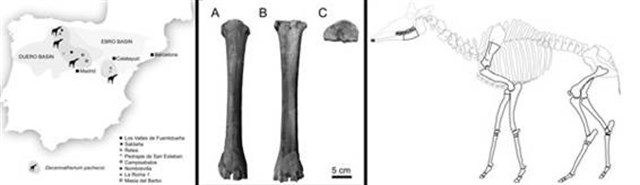 Las dos jirafas prehistóricas de la Península Ibérica no pertenecían al mismo grupo genético