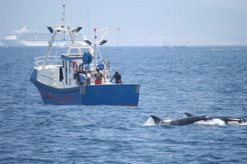 Plan para salvar las orcas en el Estrecho y Golfo de Cádiz